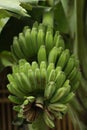 Pisang Kepok / Musa acuminata Ãâ balbisiana